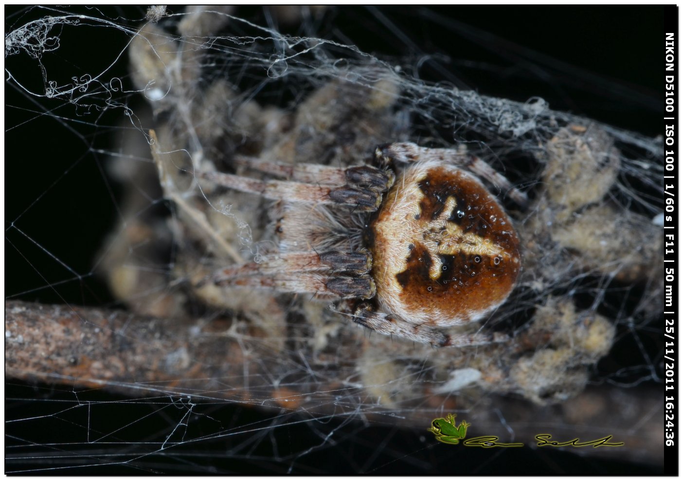 Agalenatea redii