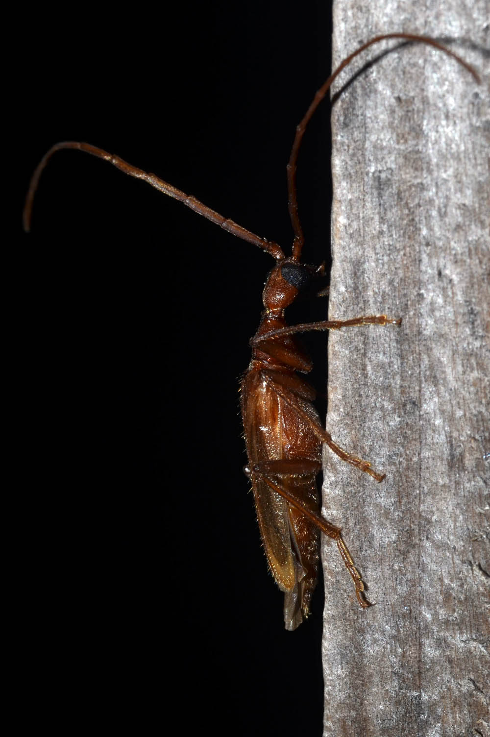 Vesperus luridus
