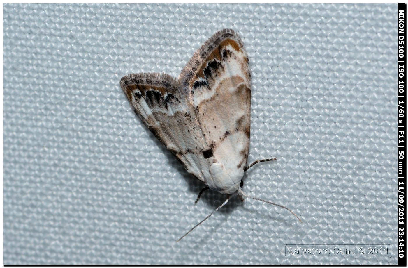 Noctuidae? da id.