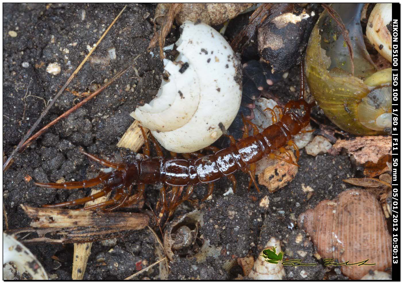 Lithobius sp.?