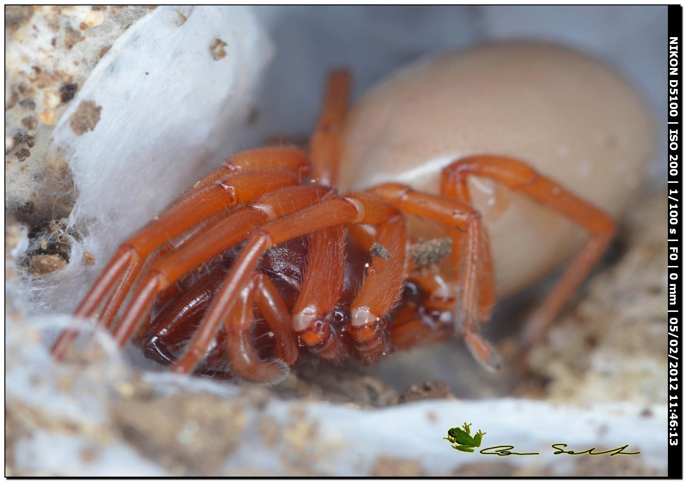 Dysderidae da Usini - Dysdera sp.