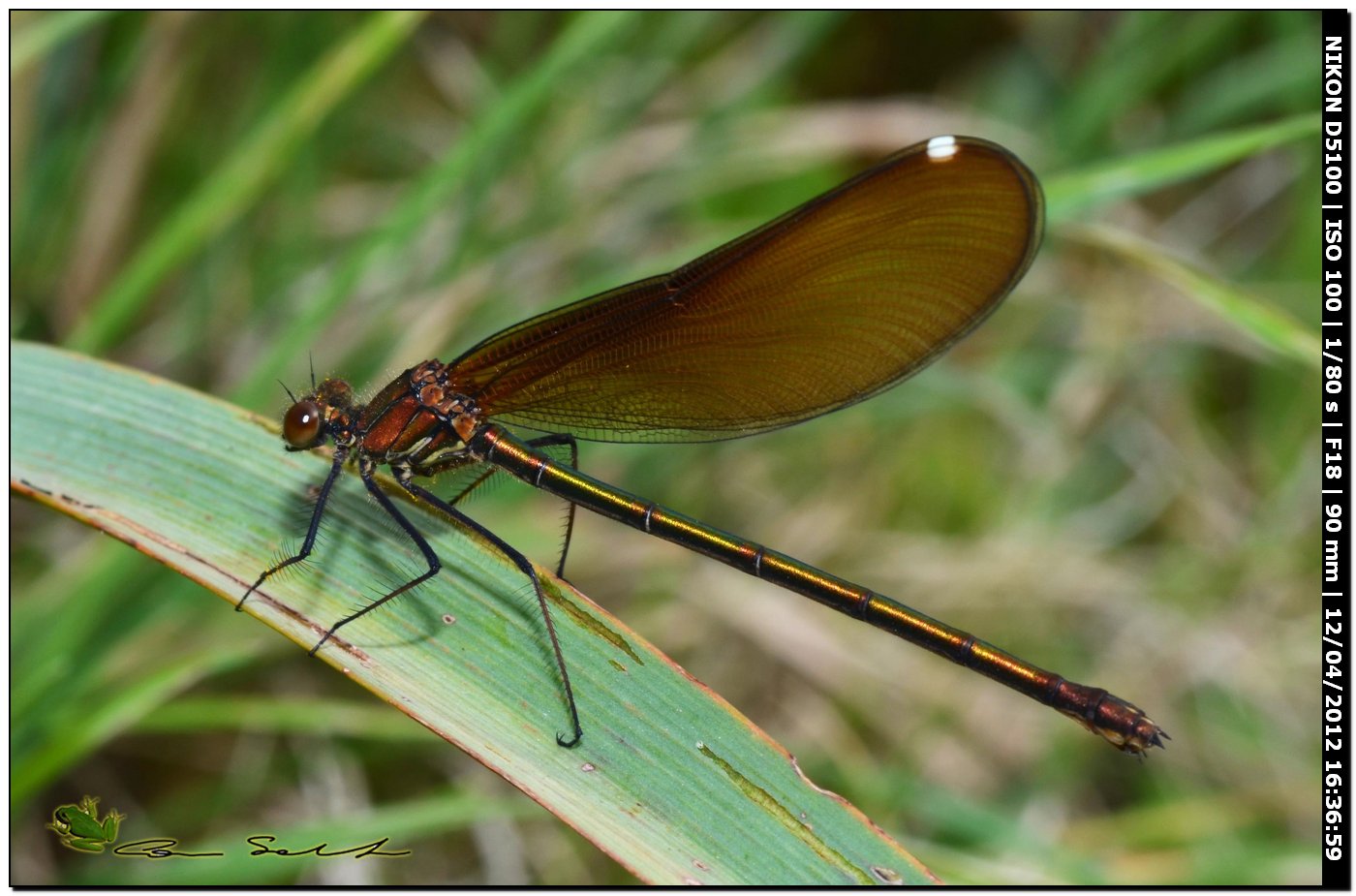 Calopteryx haemorrhoidalis