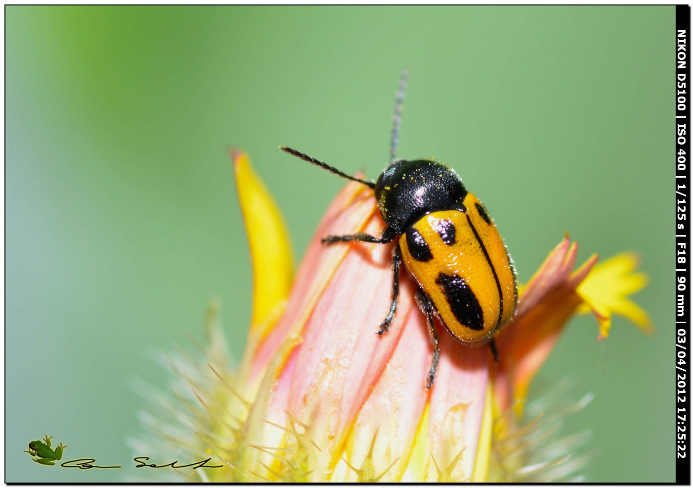 Cryptocephalus rugicollis, Chrysomelidae