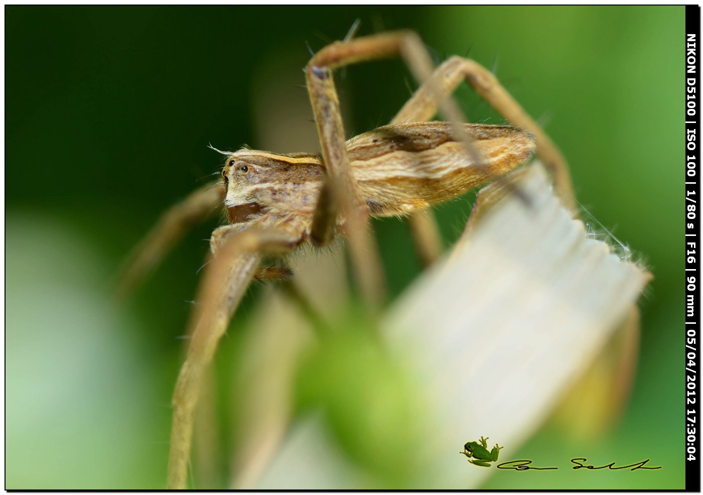 Pisaura sp.