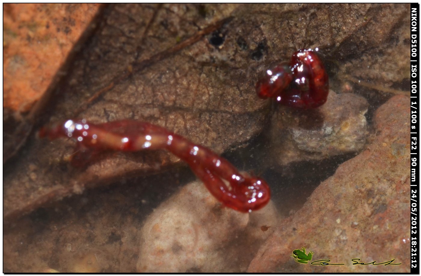 Larve di Chironomidae