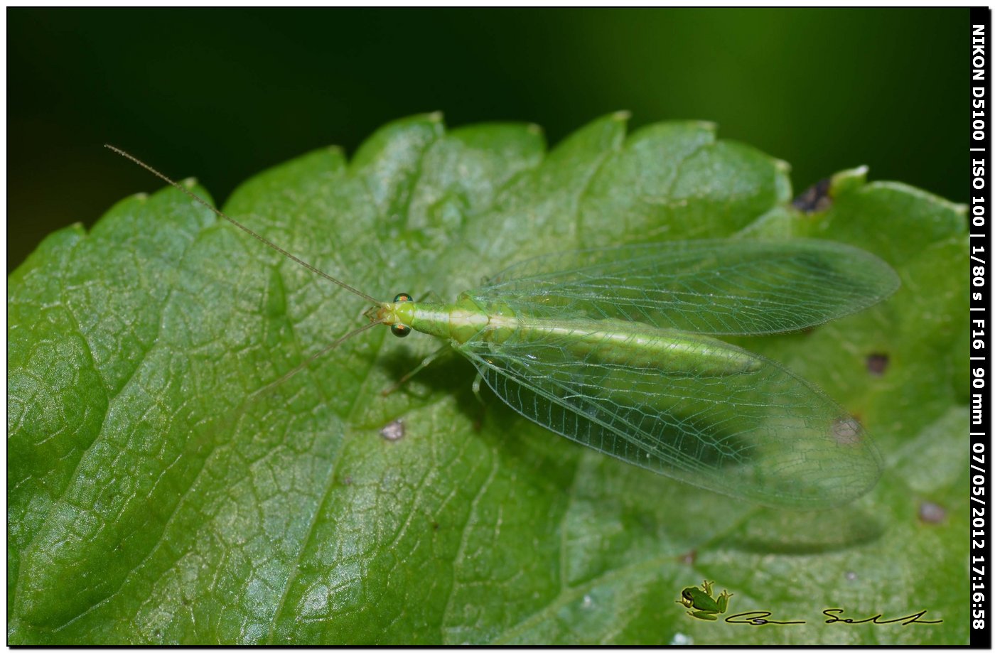 Chrysoperla lucasina