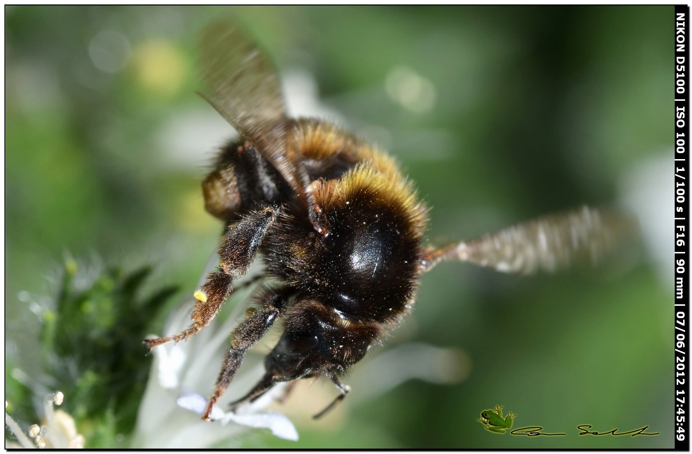 Bombus ruderatus sardiniensis (Apidae)