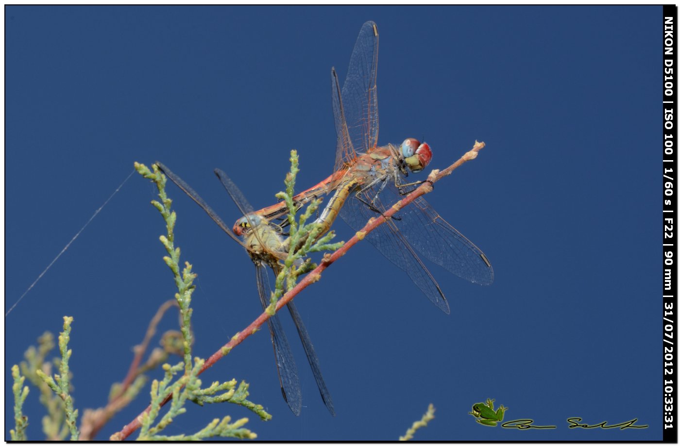 Sympetrum fonscolombei ♂♀