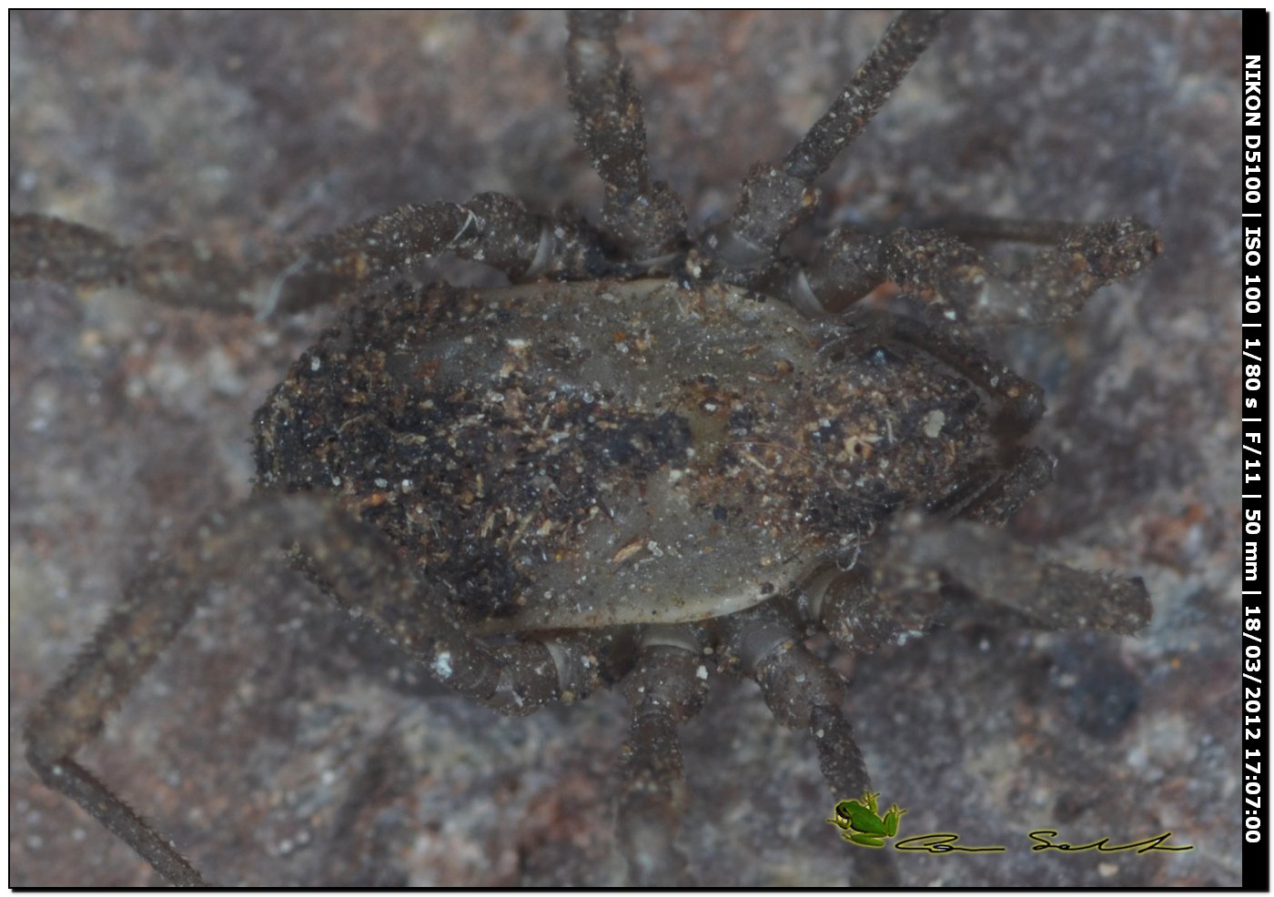 Dicranolasma soerenseni da Bessude No 62 - juvenile