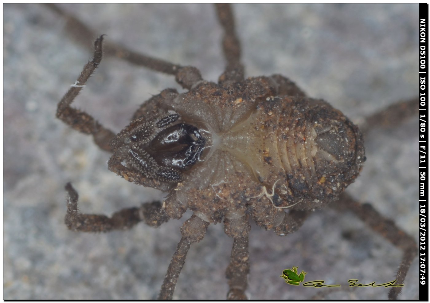 Dicranolasma soerenseni da Bessude No 62 - juvenile