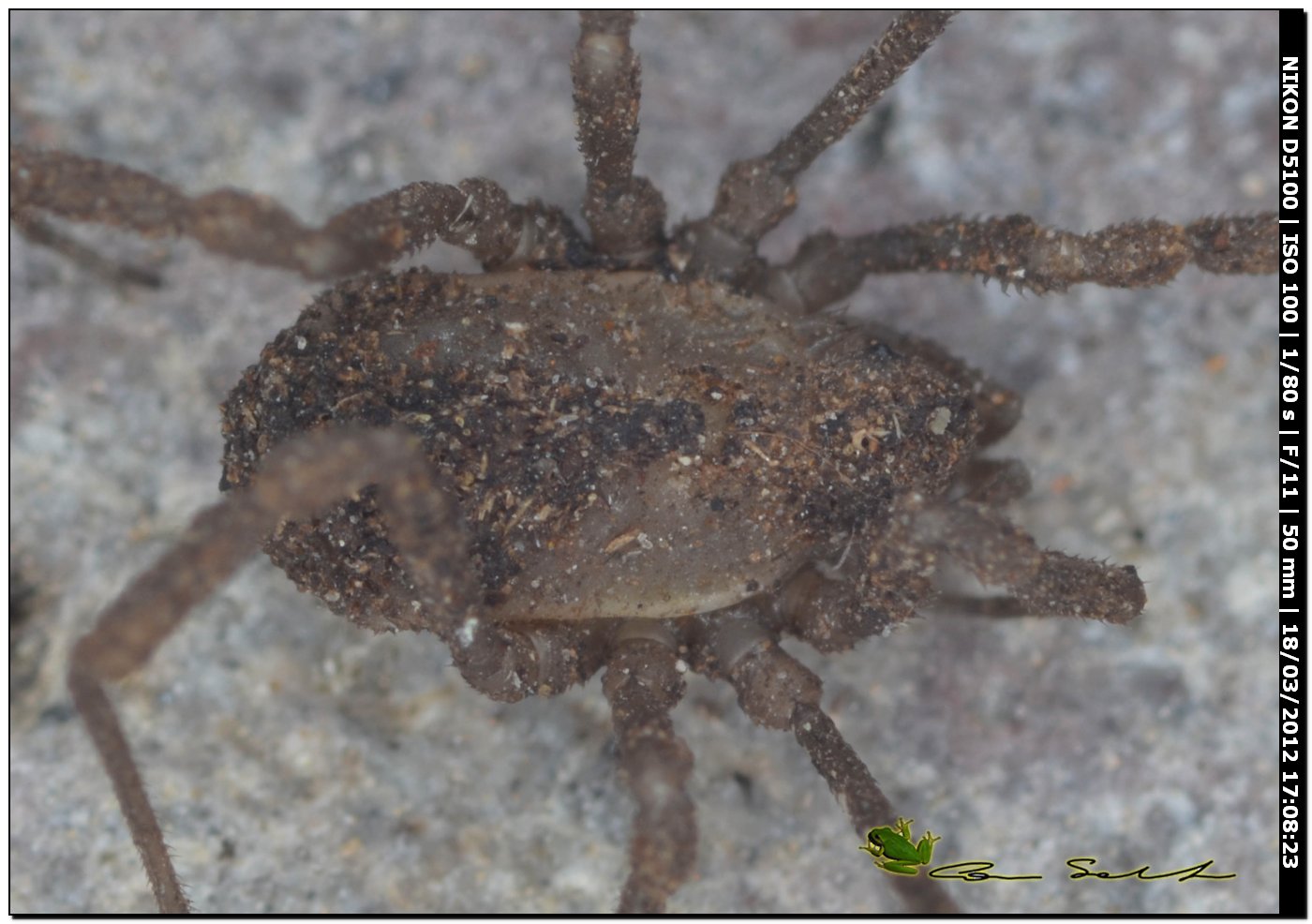 Dicranolasma soerenseni da Bessude No 62 - juvenile