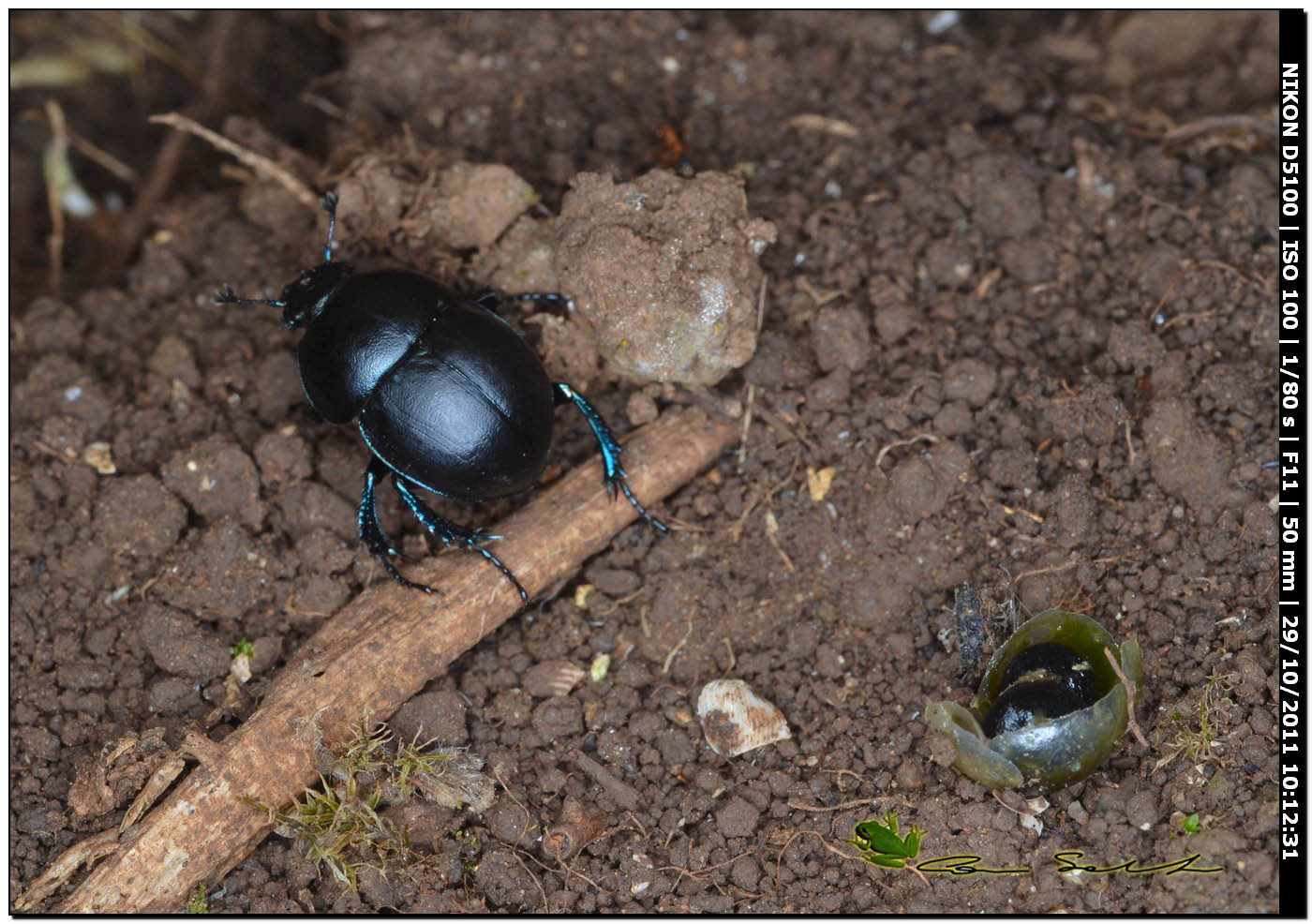 Thorectes intermedius