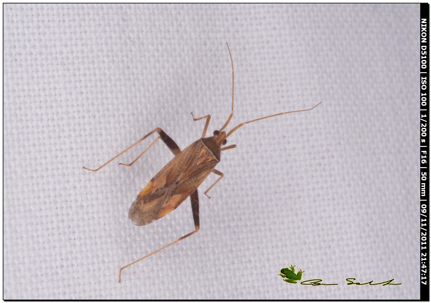 Phytocoris (Ktenocoris)insigis o austriacus?