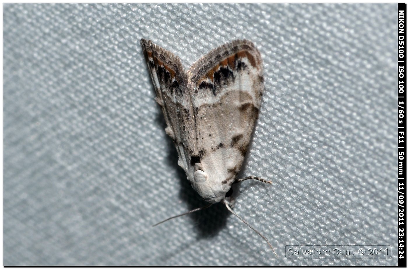Noctuidae? da id.