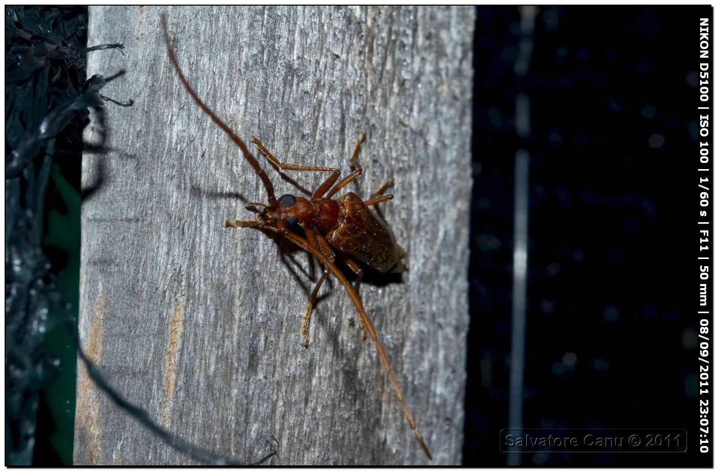 Vesperus luridus