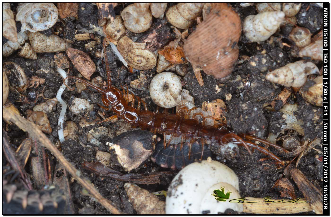 Lithobius sp.?