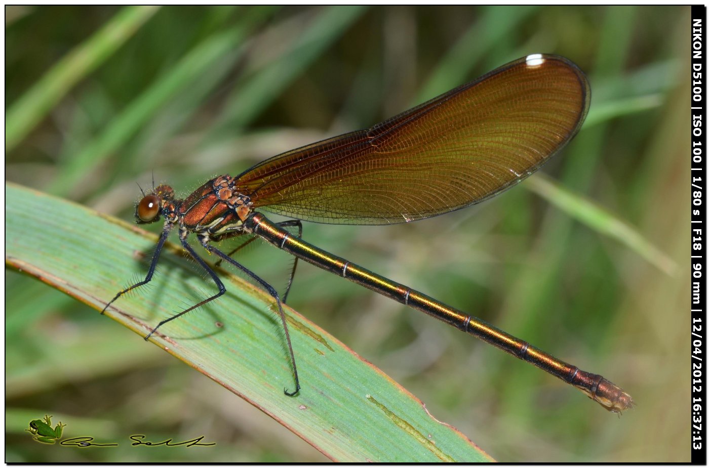 Calopteryx haemorrhoidalis