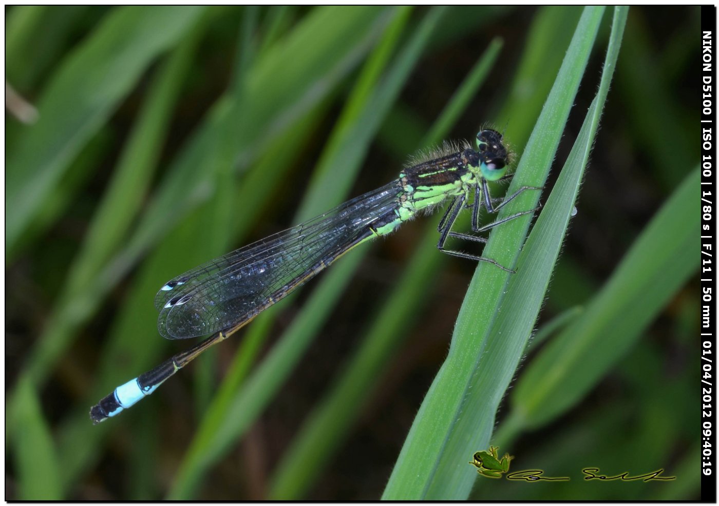 Ischnura genei, la stagione  iniziata