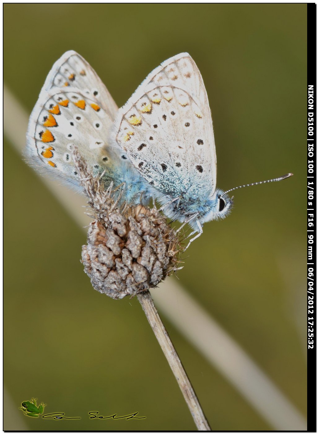 Aricia agestis