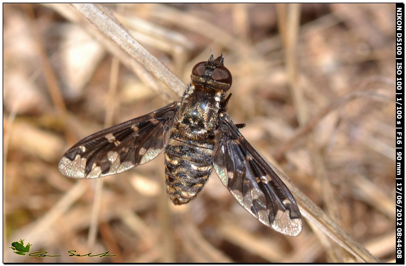 Exoporosopa jacchus, Bombyliidae
