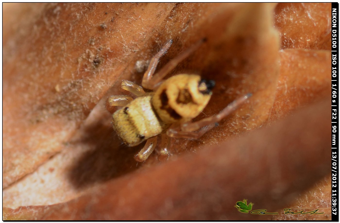 Heliophanus tribulosus