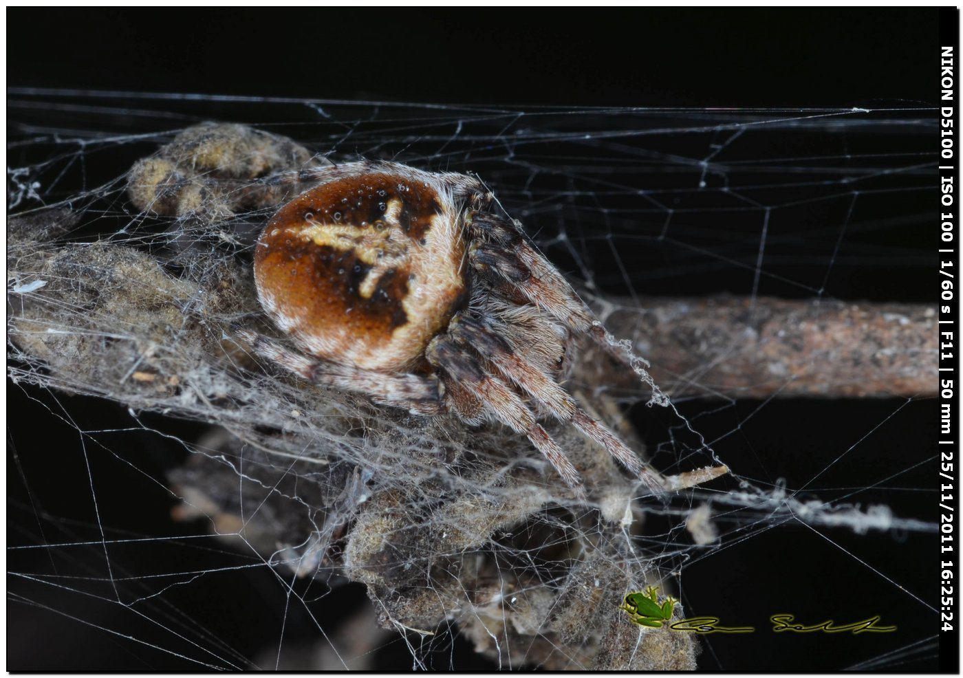 Agalenatea redii