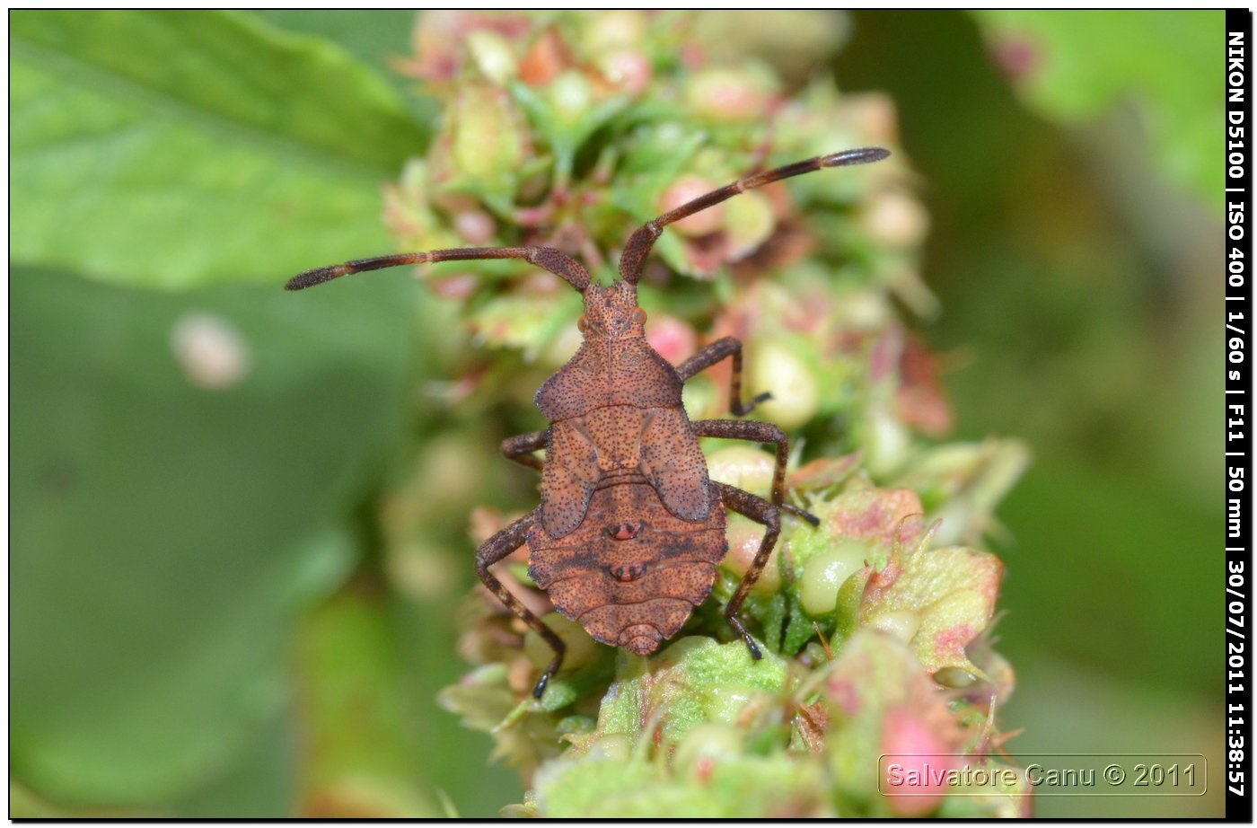 Coreidae: Coreus marginatus (ninfa) della Sardegna (SS)