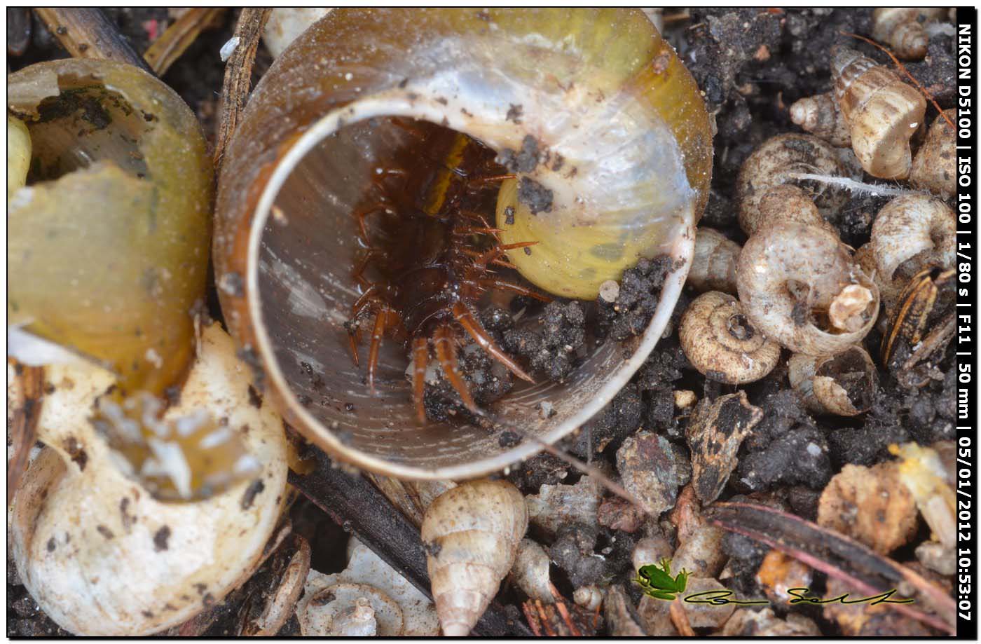 Lithobius sp.?