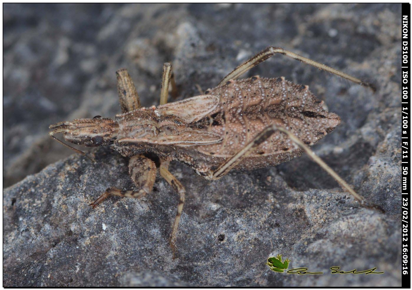 Reduviidae: ninfa di Oncocephalus sp. da Uri (Sardegna)