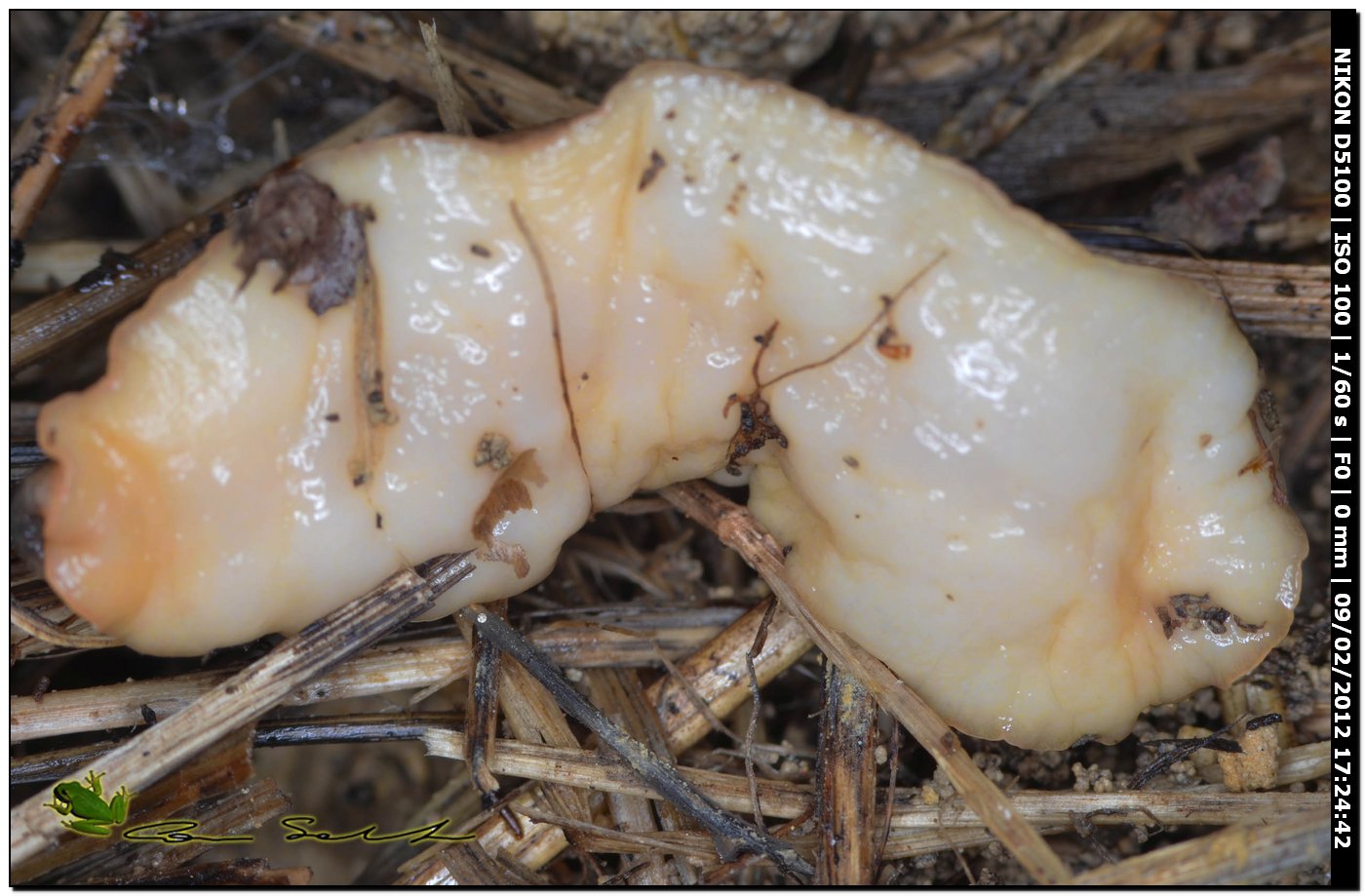 Testacella gestroi?