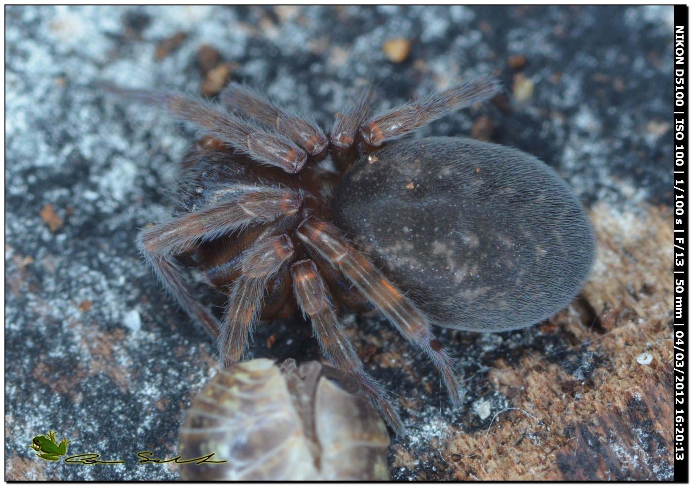 Amaurobius cf. erberi