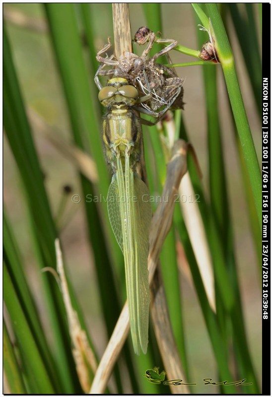 Orthetrum cancellatum, metamorfosi