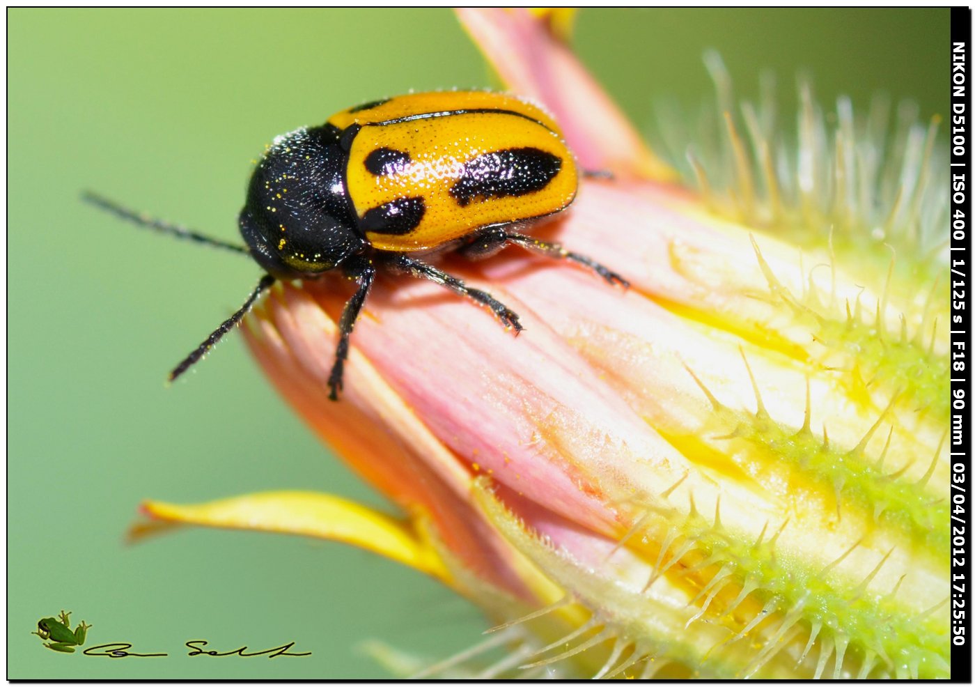 Cryptocephalus rugicollis, Chrysomelidae