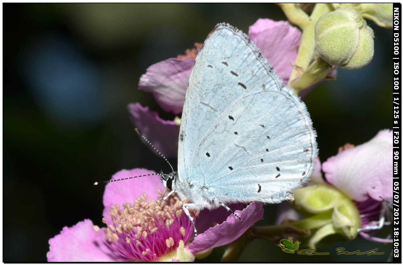 Lycaenidae, Celastrina argiolus