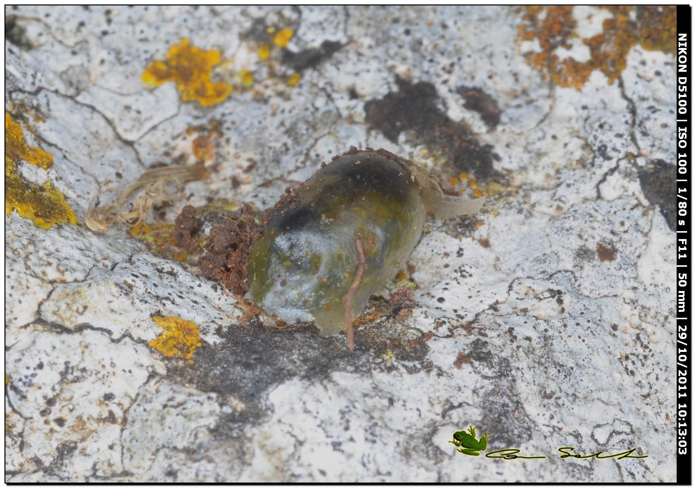 Thorectes intermedius