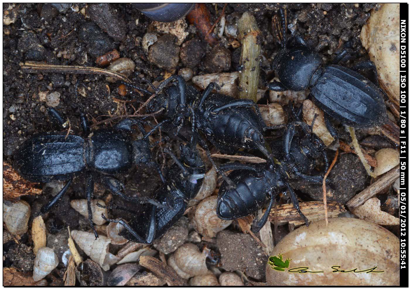Scaurus striatus, Tenebrionidae