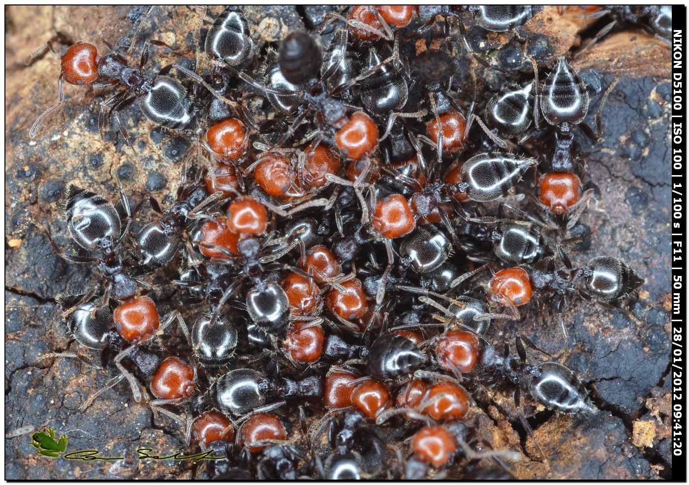 Crematogaster scutellaris con individuo dalla testa nera