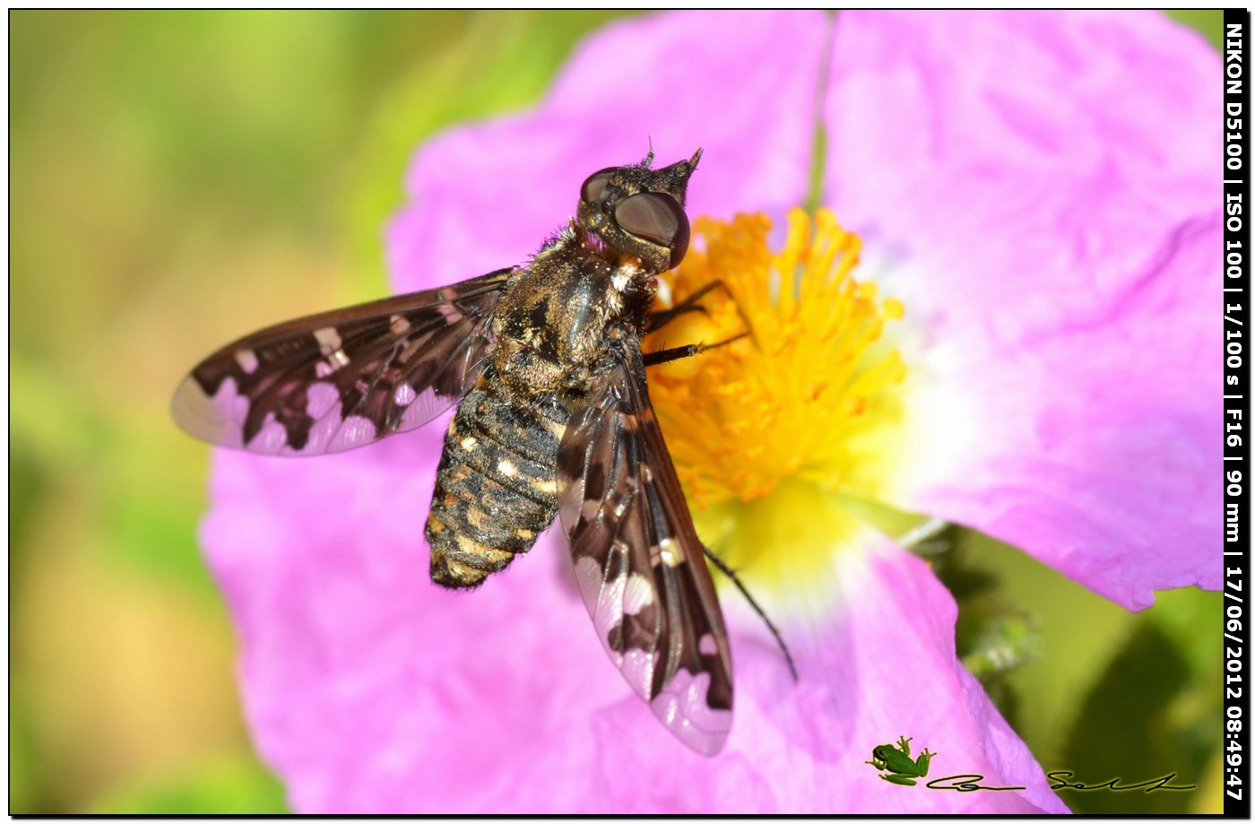 Exoporosopa jacchus, Bombyliidae