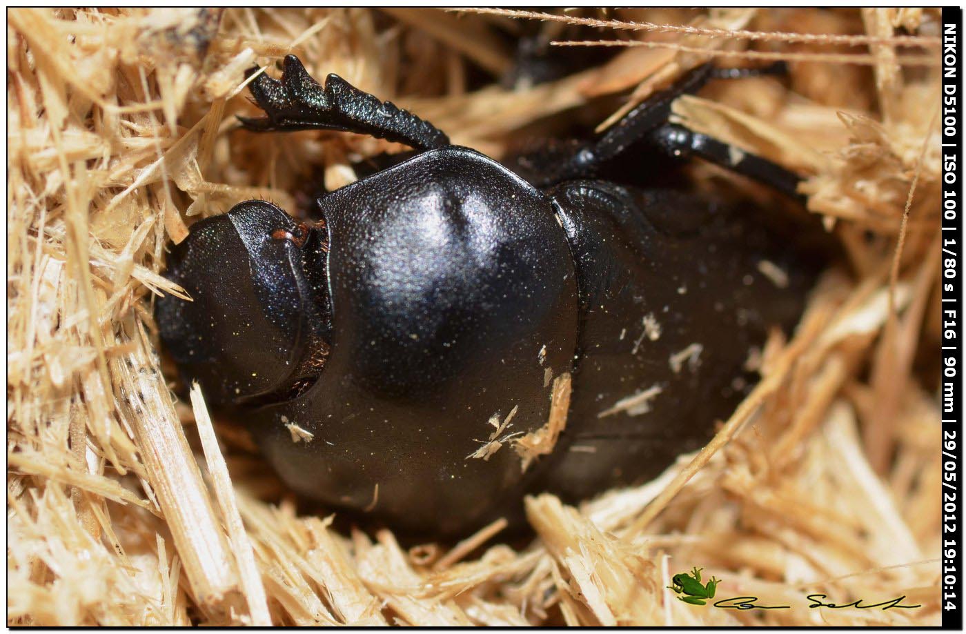 Geotrupidae? No. Scarabeidae