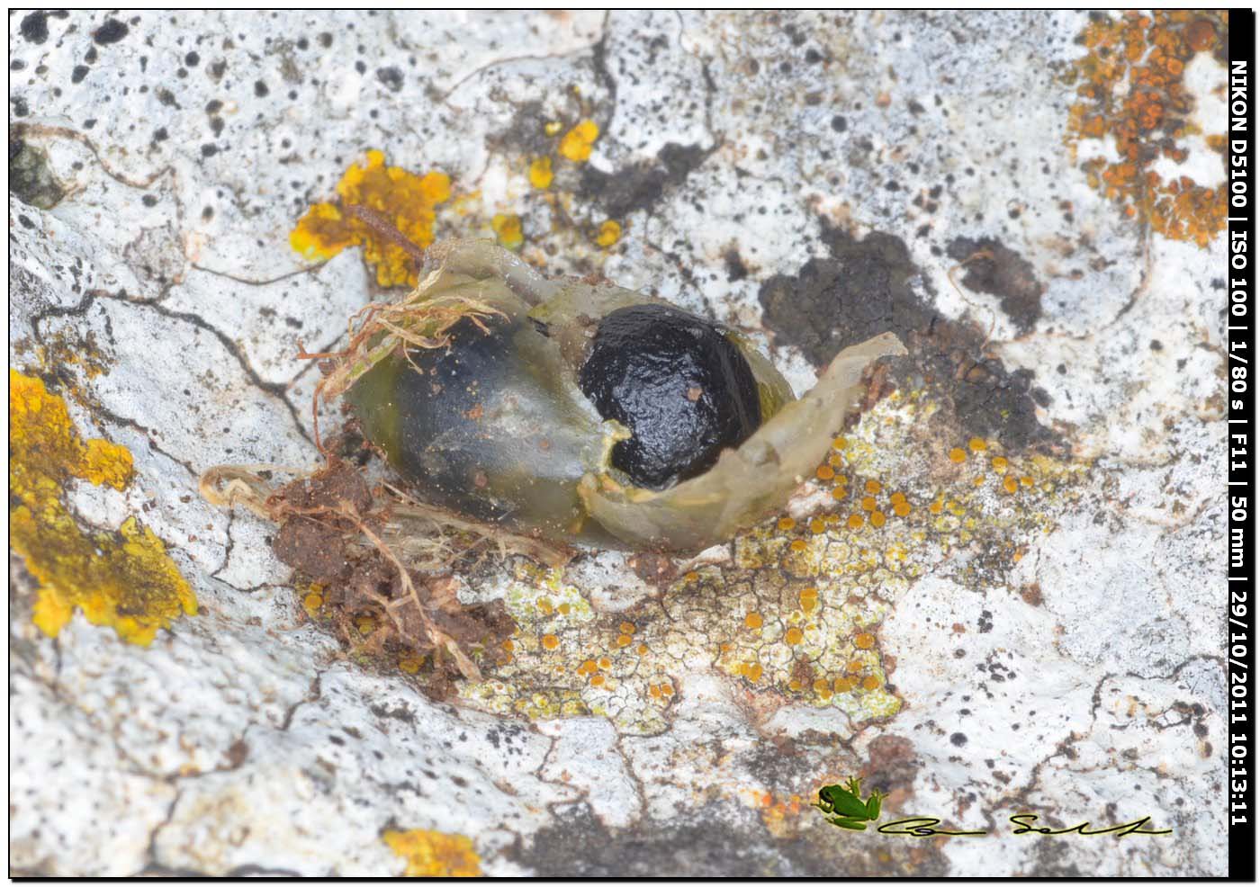 Thorectes intermedius