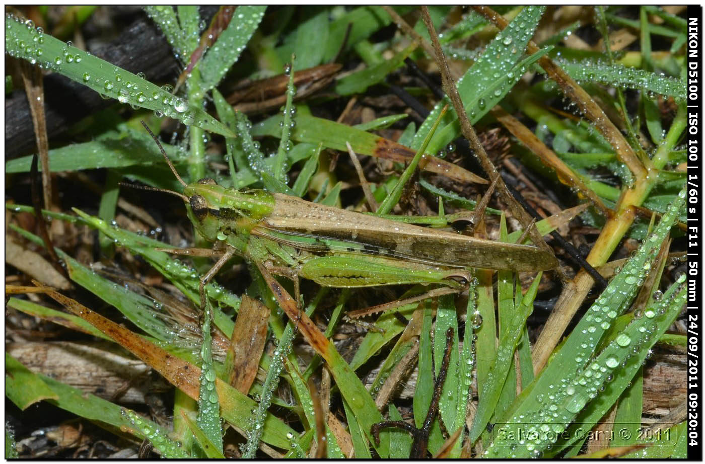 Aiolopus thalassinus