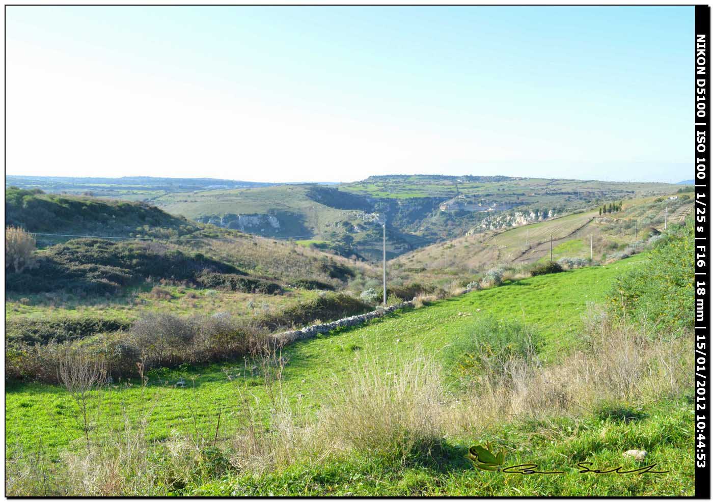 opilione sardo (zampe corte)