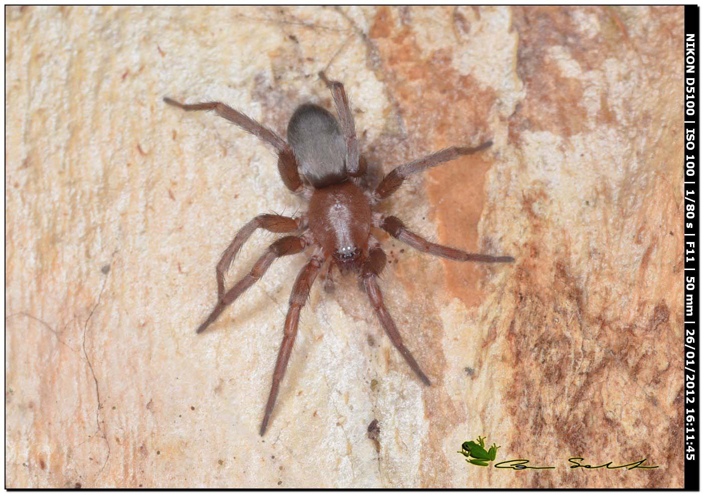 Scotophaeus sp.