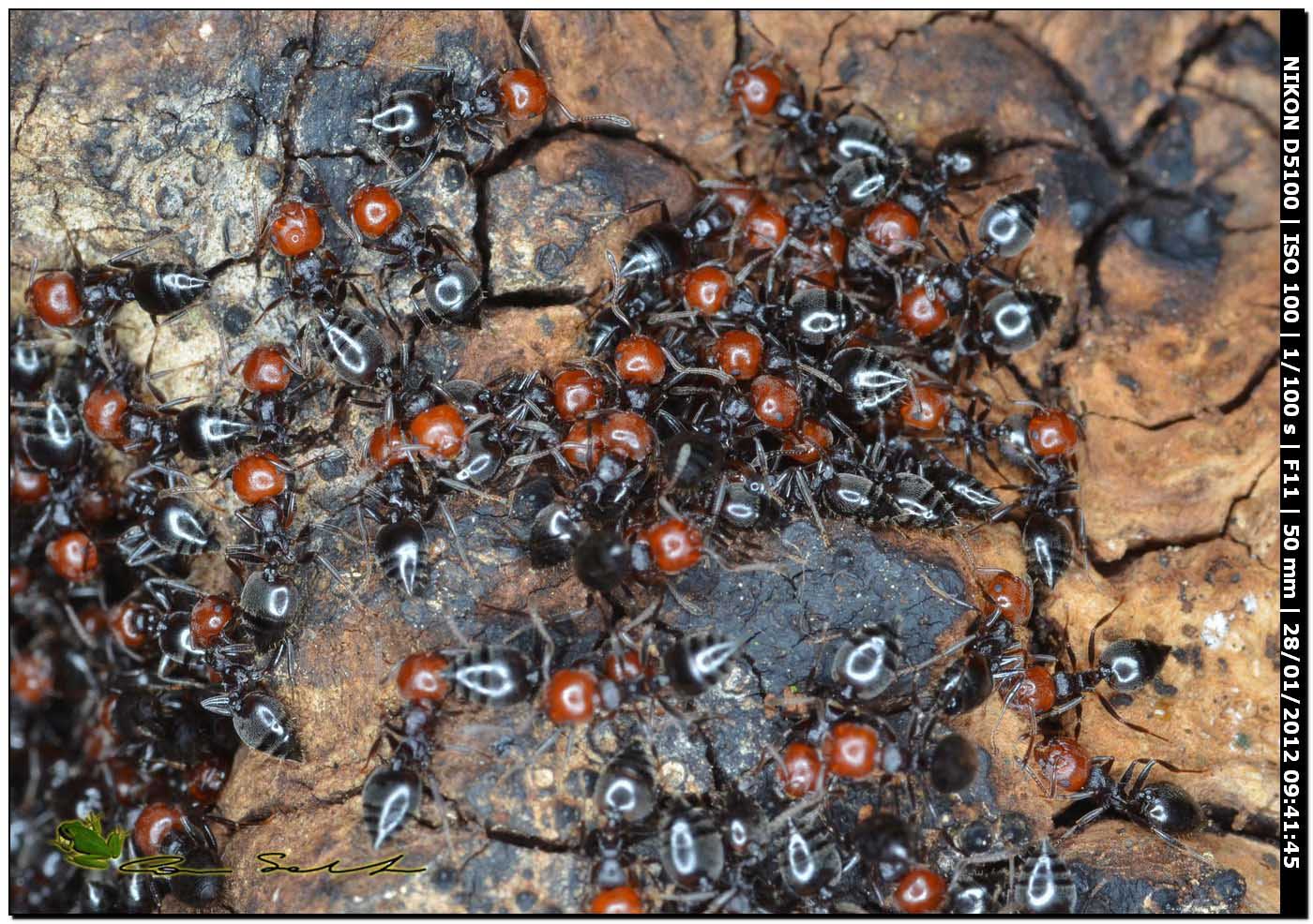 Crematogaster scutellaris con individuo dalla testa nera