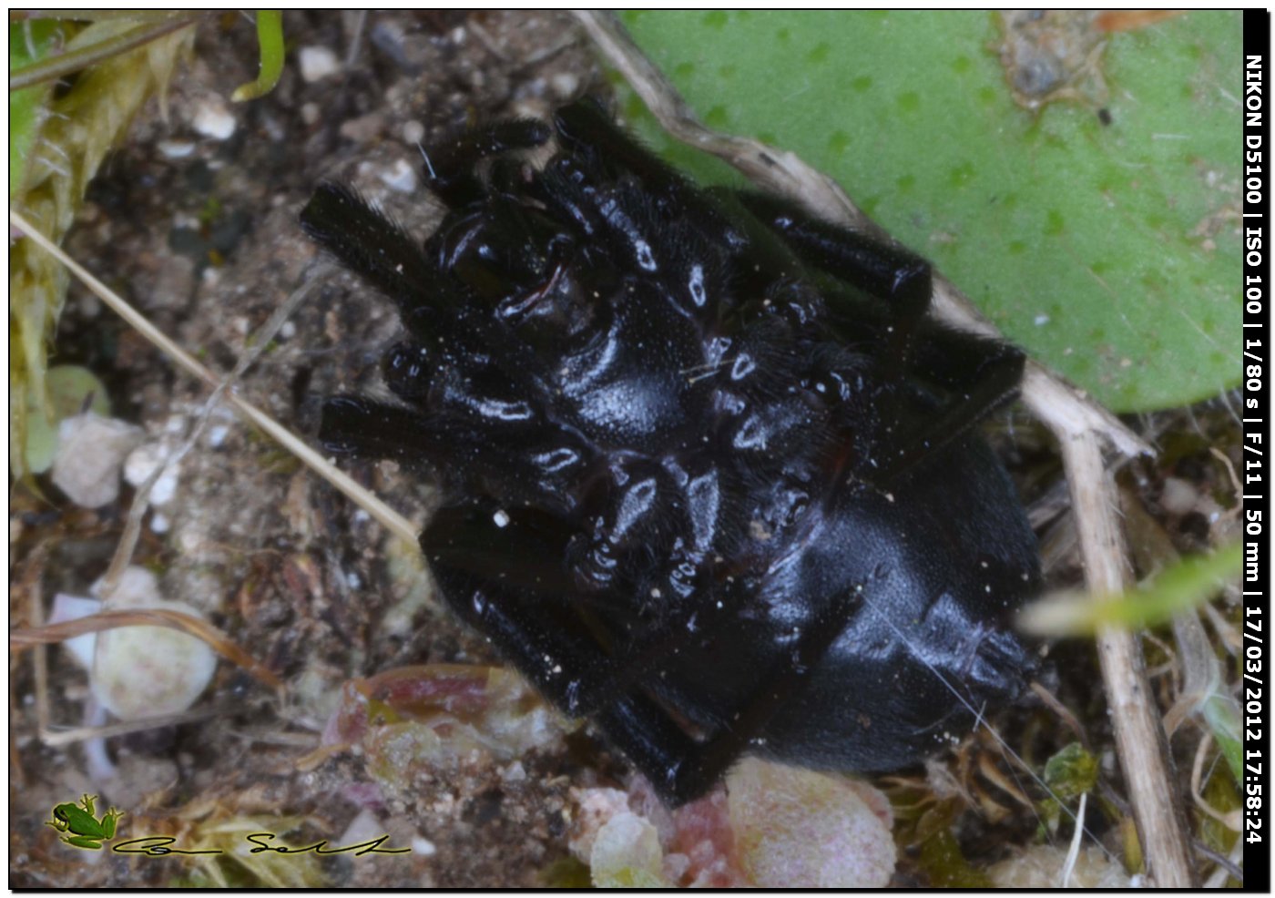 Steatoda paykulliana da Usini