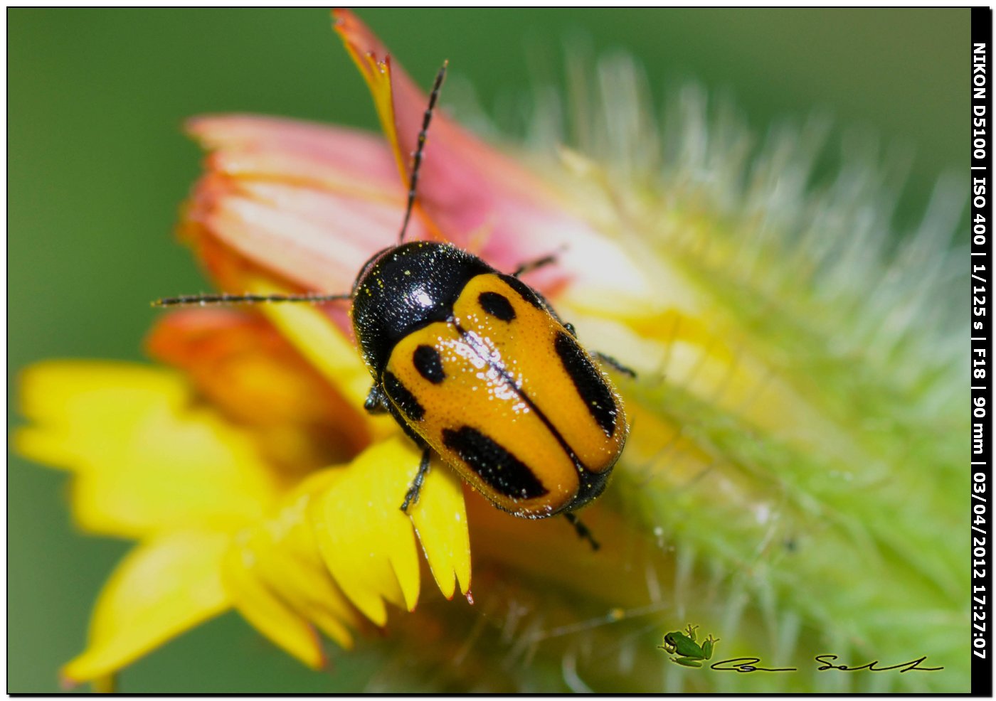 Cryptocephalus rugicollis, Chrysomelidae