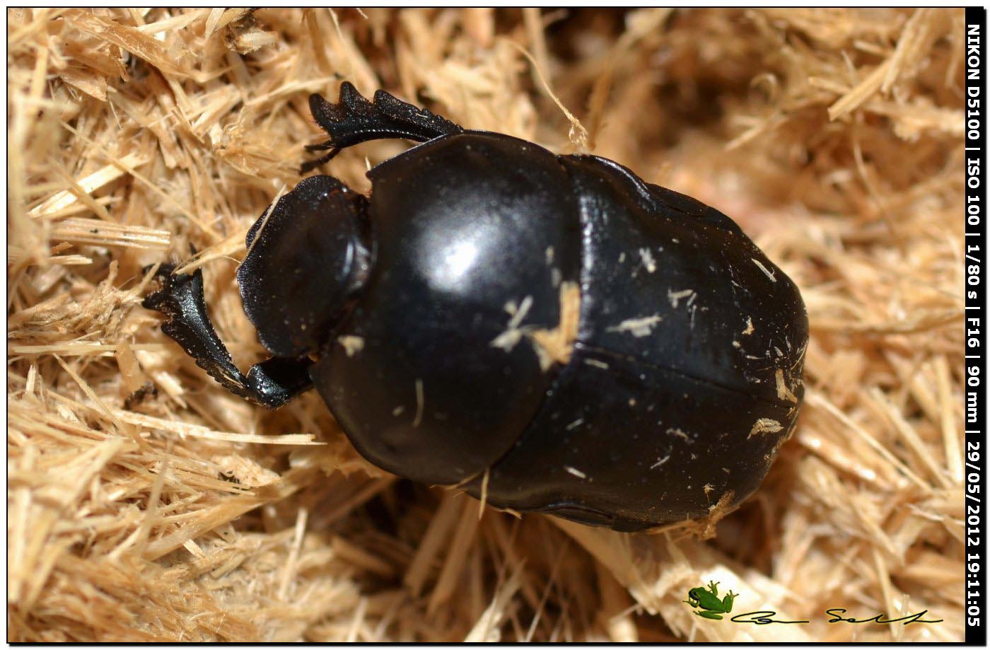 Geotrupidae? No. Scarabeidae