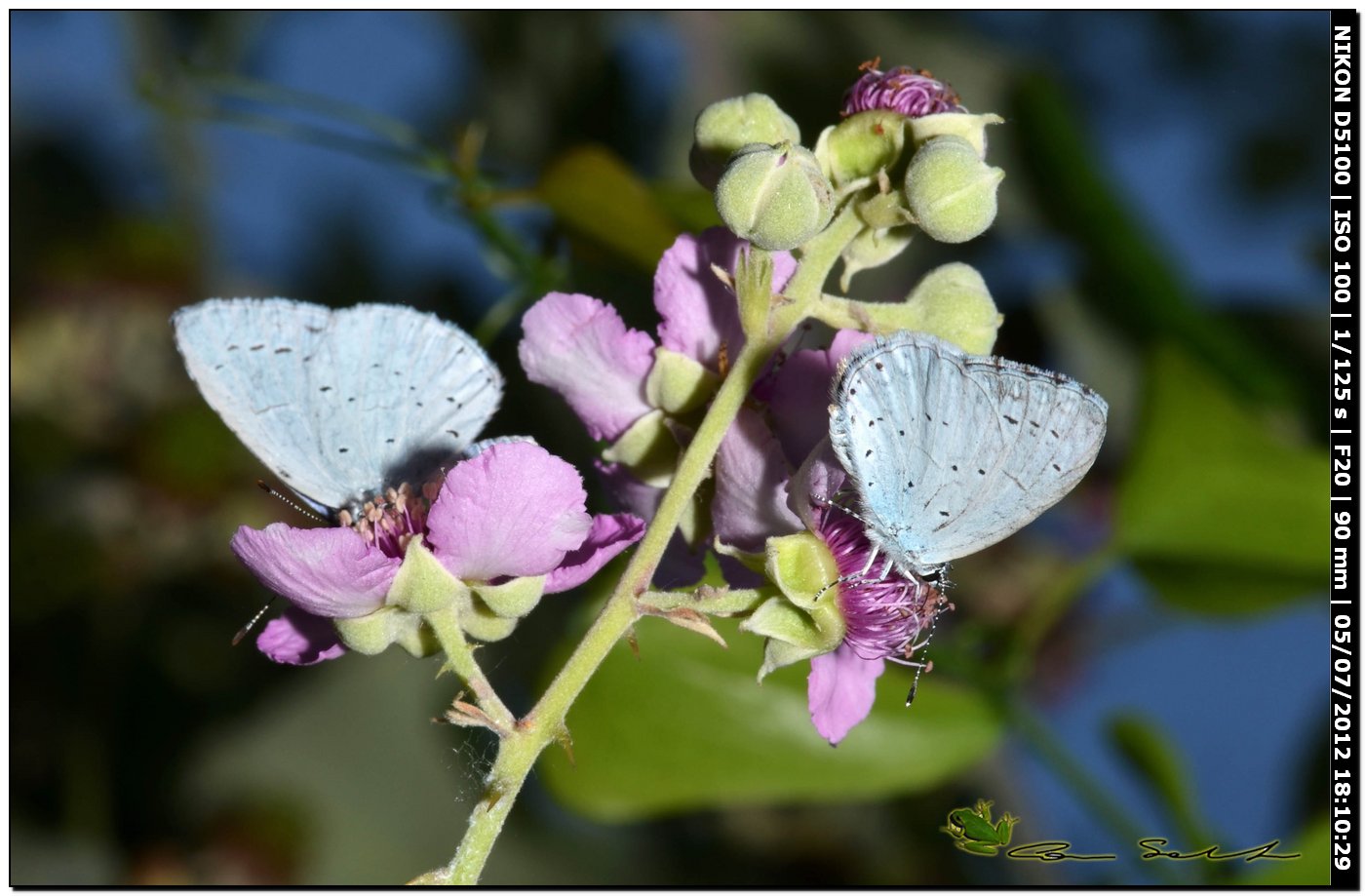 Lycaenidae, Celastrina argiolus