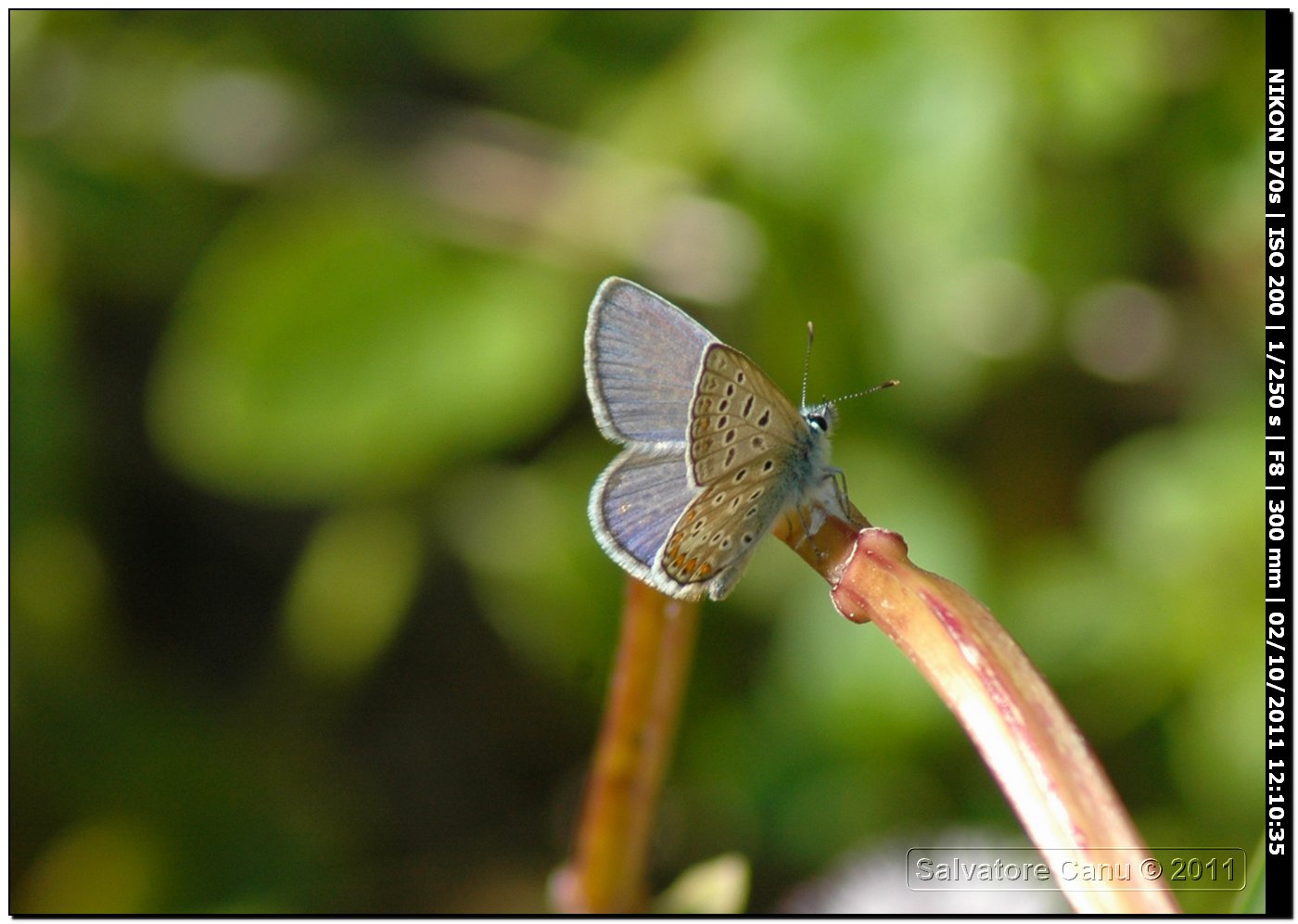 Polyommatus icarus? - S