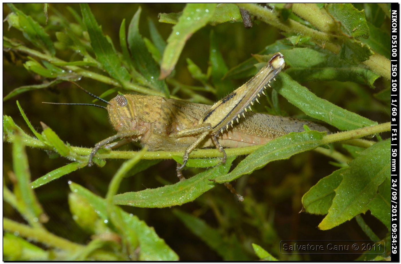 Anacridium aegyptium